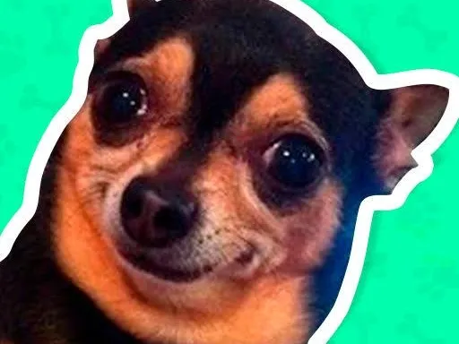 Hangi Meme Köpeğisin?