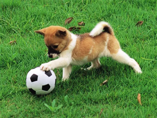 Oyuncu Köpek Açık Hava Puzzle