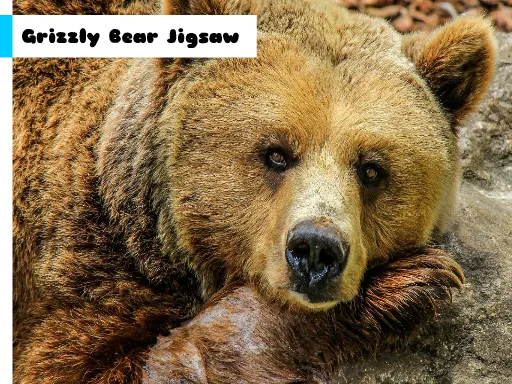 Grizli Ayı Jigsav