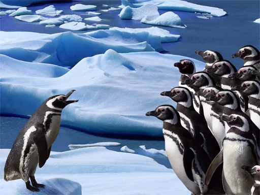 Penguenlerin Kayması