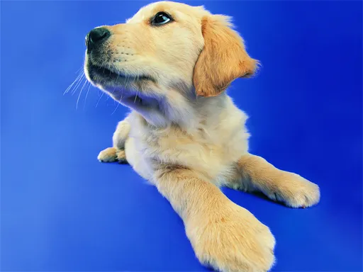 Komik Kediler ve Köpekler Yapboz