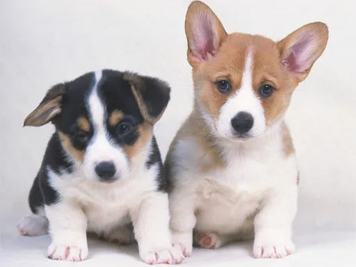 Sevimli Köpek Yavruları Puzzle