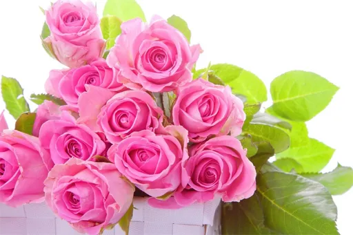 Pink Roses Puzzle