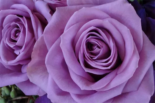 Purple Roses Puzzle